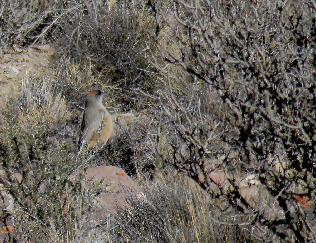 Cinnamon-bellied Ground-Tyrant - ML623208868