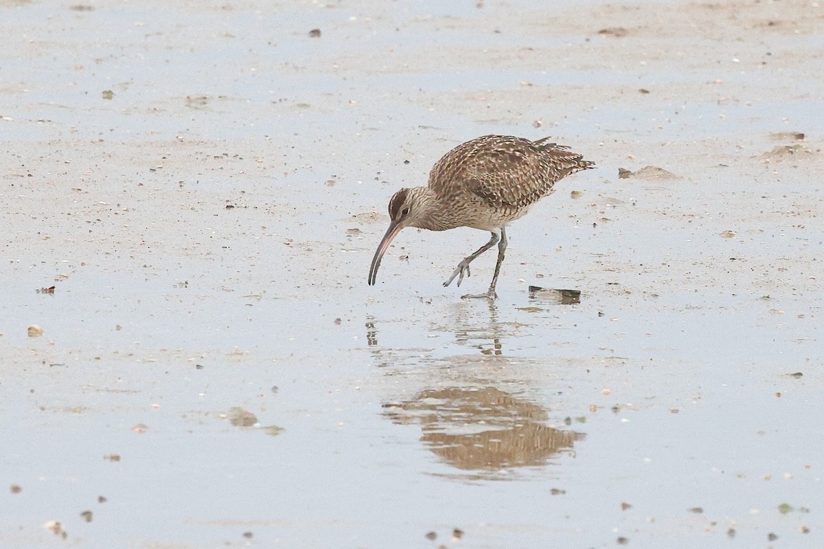 Courlis corlieu (variegatus/rogachevae) - ML623208875