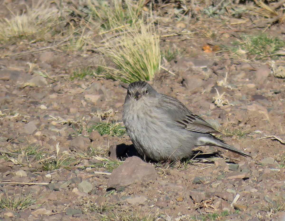 gråandesspurv - ML623208877