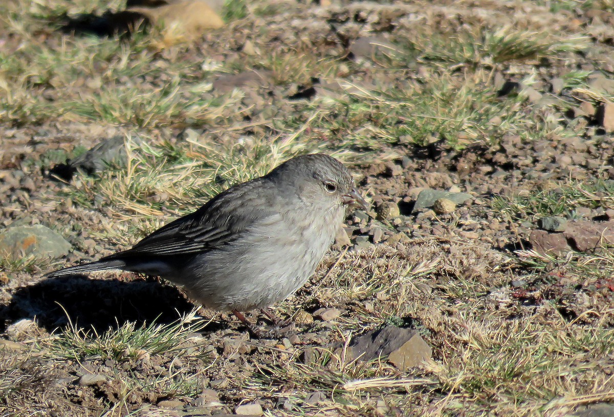 gråandesspurv - ML623208878
