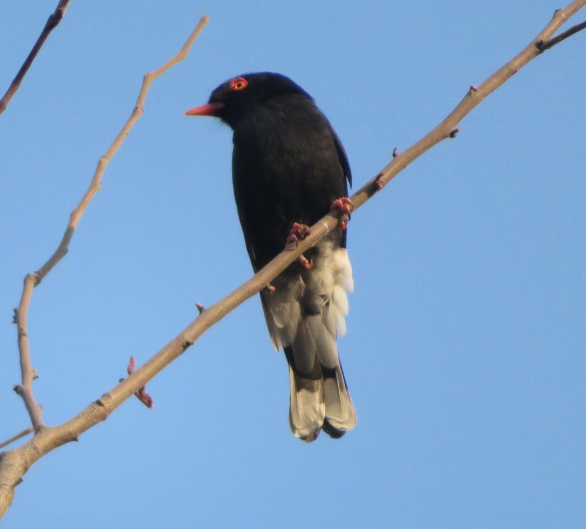 Retz's Helmetshrike - ML623208888