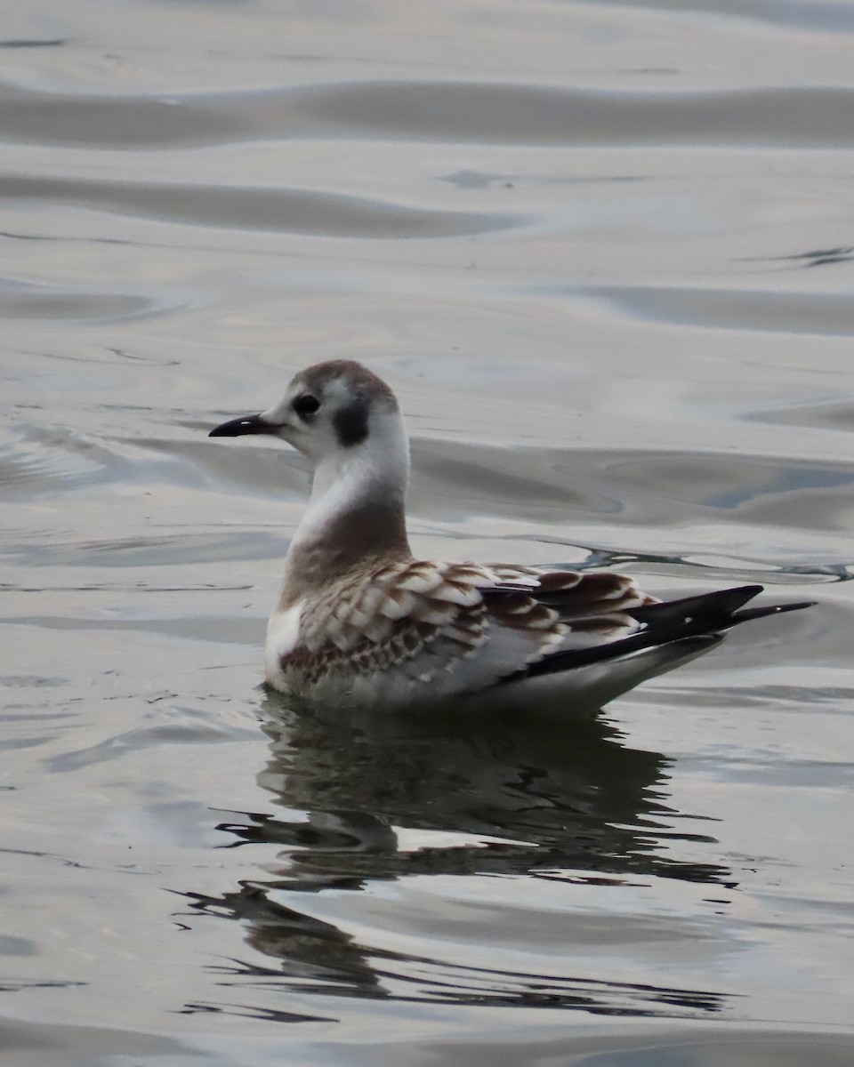 Red-necked Phalarope - ML623208907