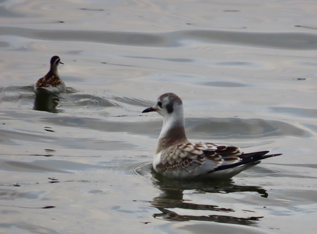 Red-necked Phalarope - Guy Poisson