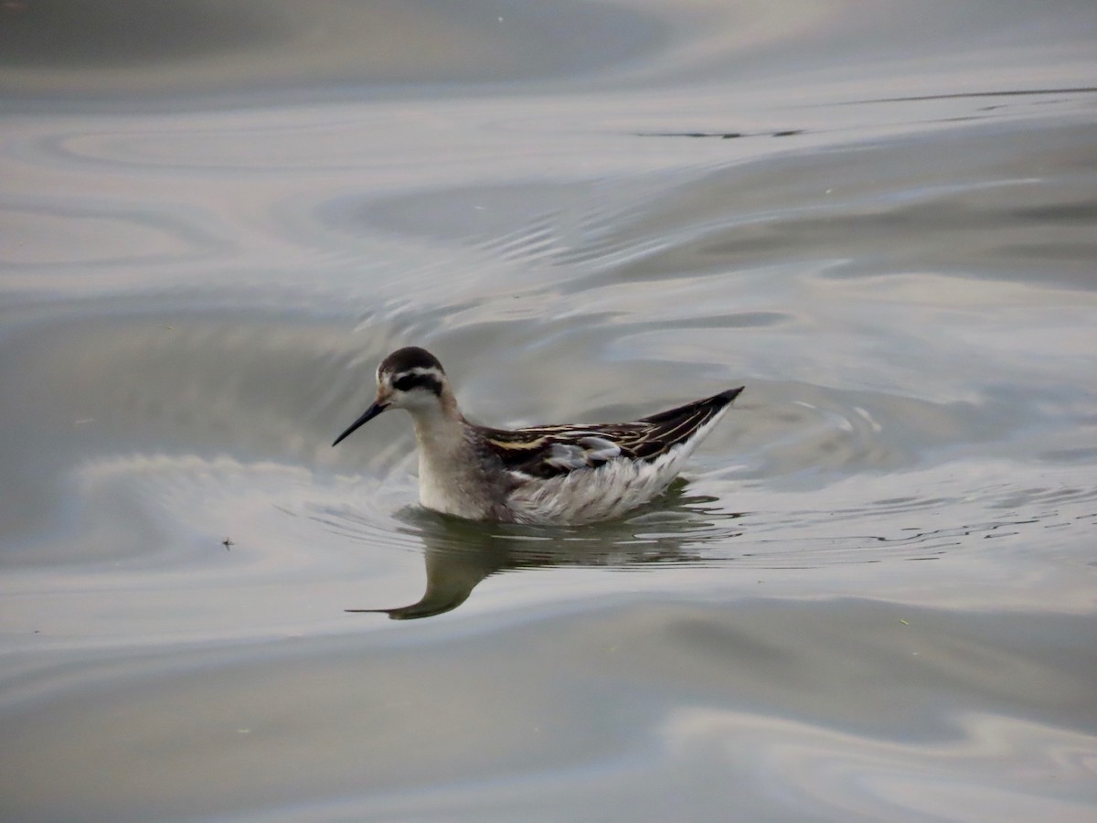 Red-necked Phalarope - ML623208909