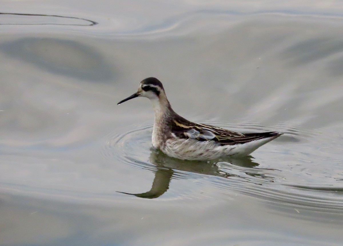 Red-necked Phalarope - ML623208910