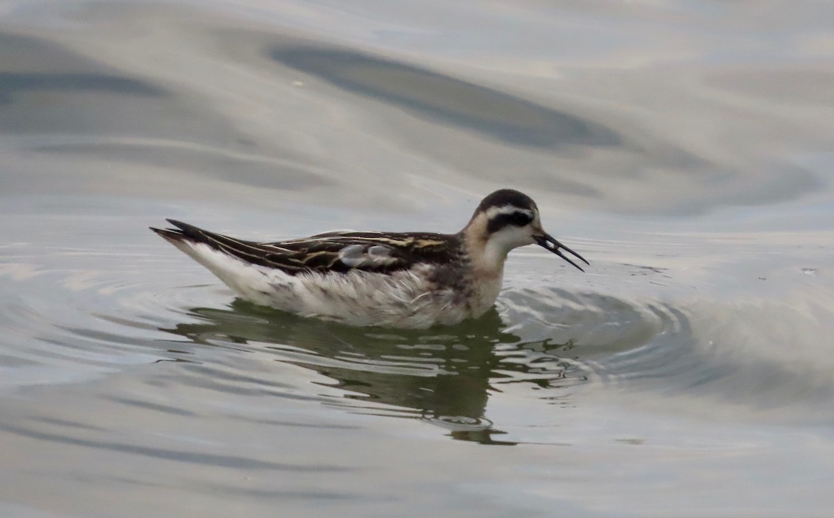 Red-necked Phalarope - ML623208911