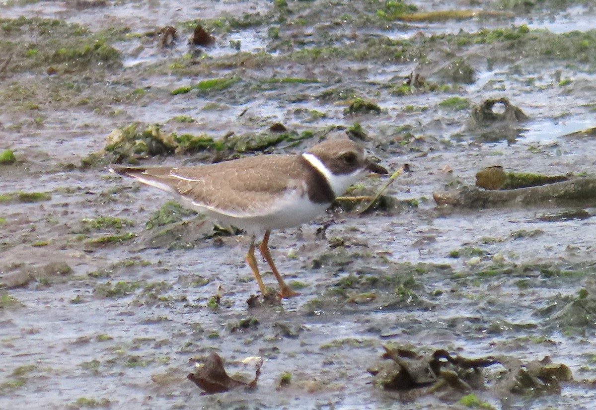 Semipalmated Plover - ML623208919