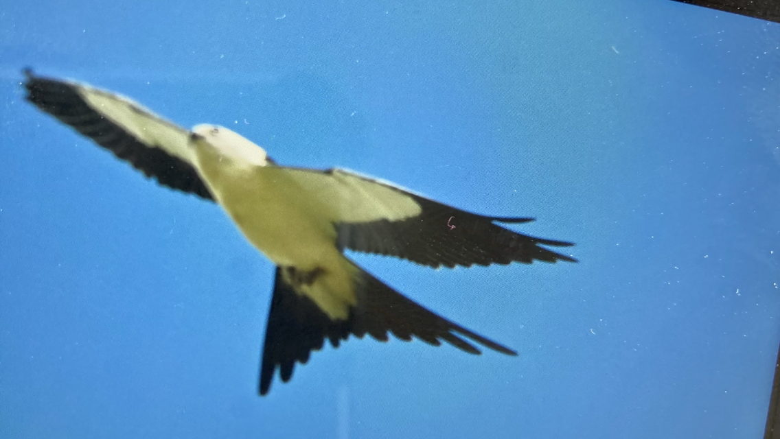 Swallow-tailed Kite - ML623208927