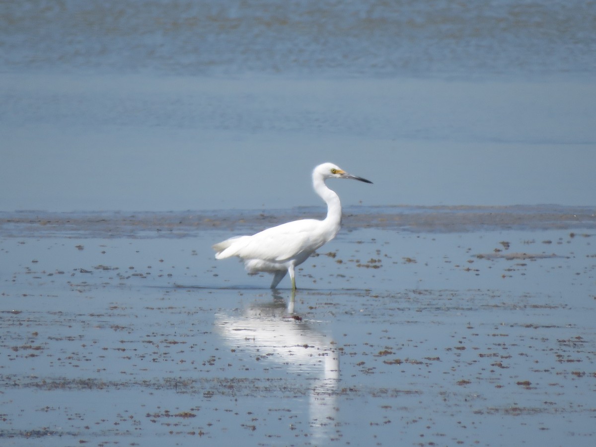 Little Blue Heron x Snowy Egret (hybrid) - Lisa Hoffman