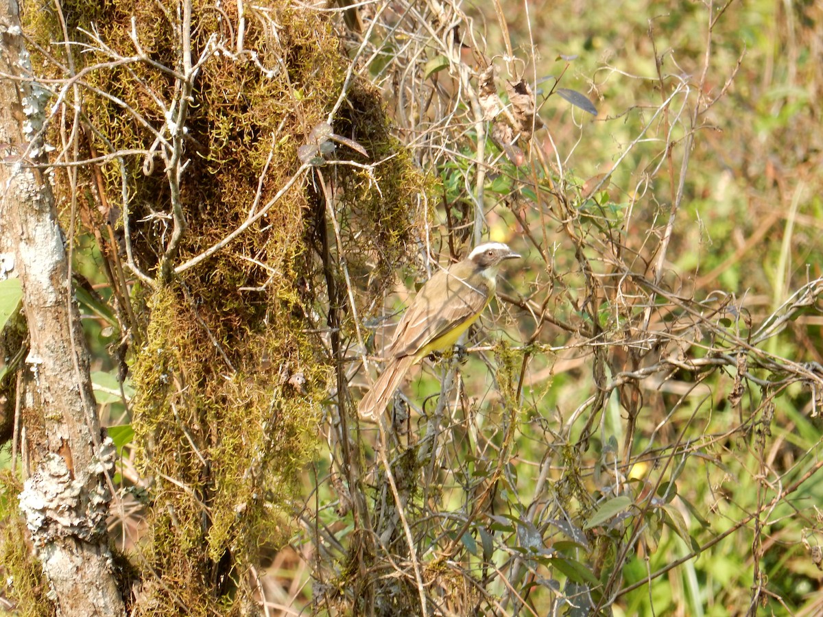 Social Flycatcher - ML623208937