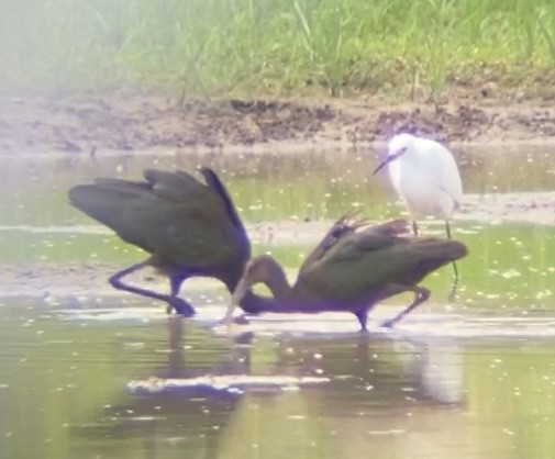 Glossy/White-faced Ibis - ML623208953