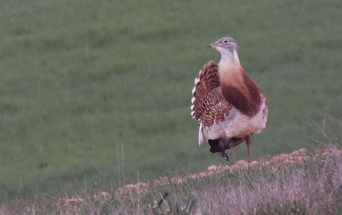 Great Bustard - ML623208968