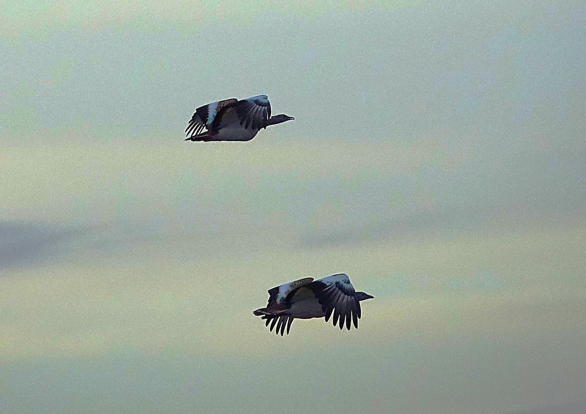 Great Bustard - ML623208974