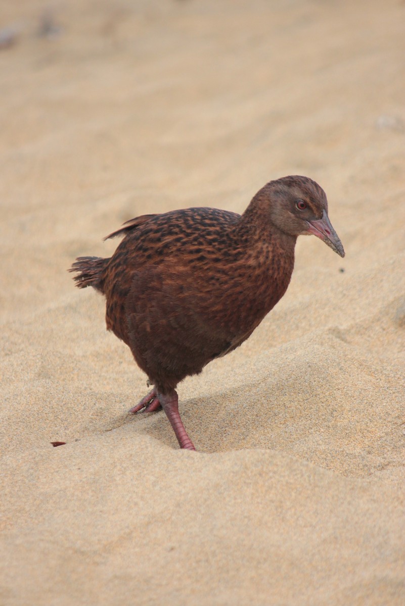 Weka - Gabrielle Coppola