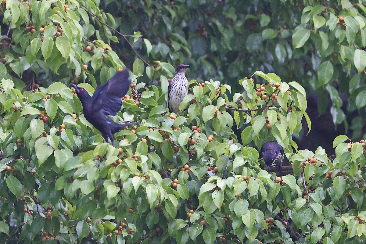 Metallic Starling (Metallic) - ML623208996