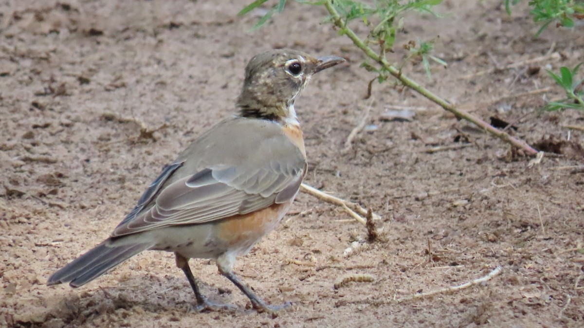 American Robin - ML623209044