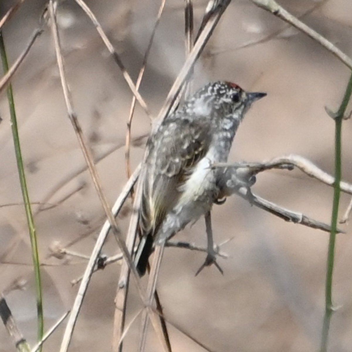 White-wedged Piculet - ML623209046