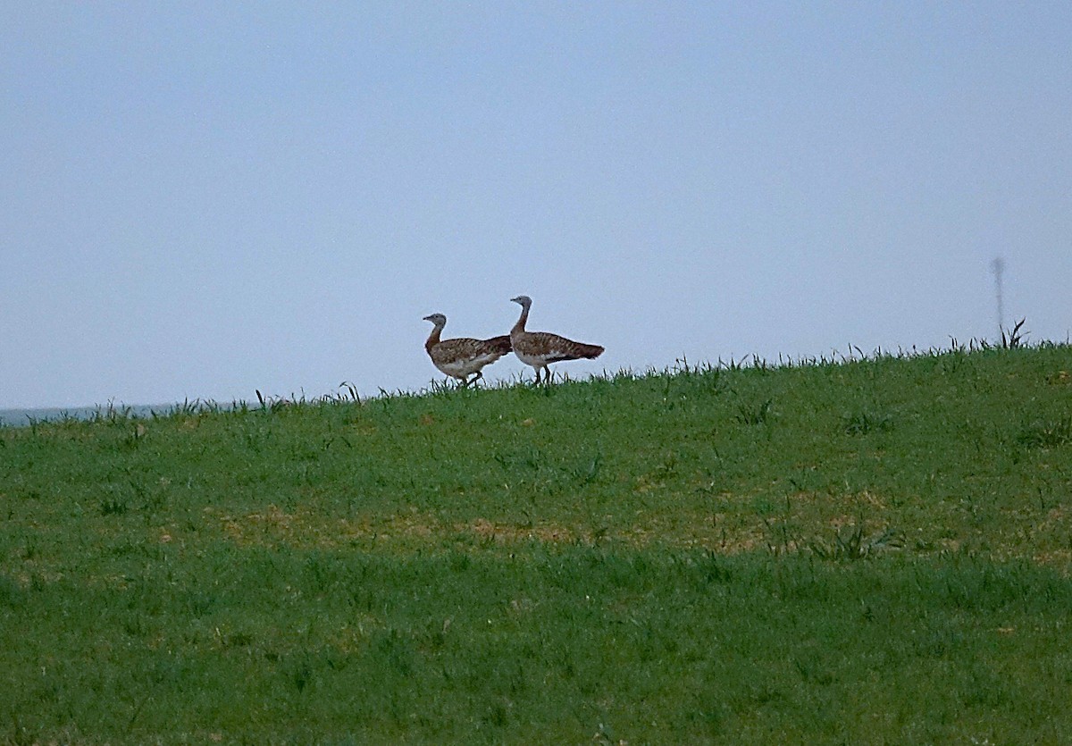 Great Bustard - ML623209053