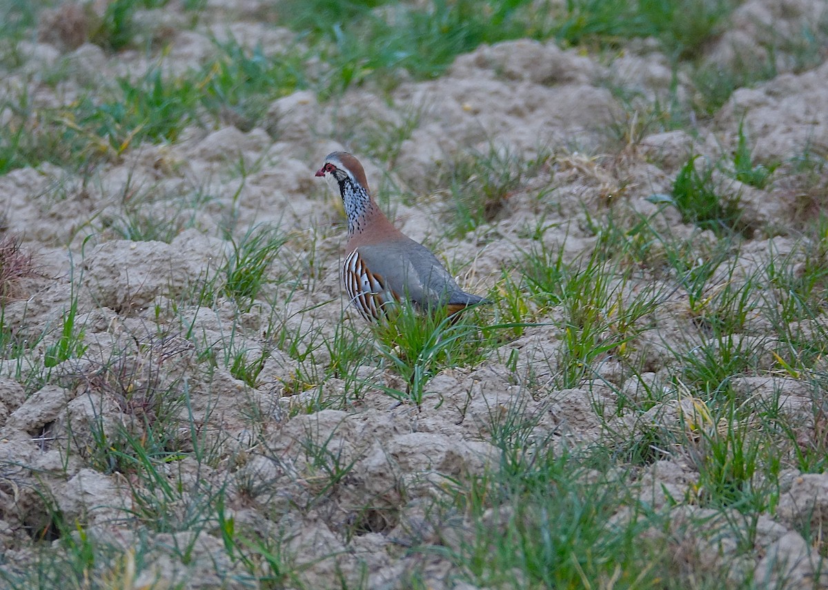 Red-legged Partridge - ML623209087