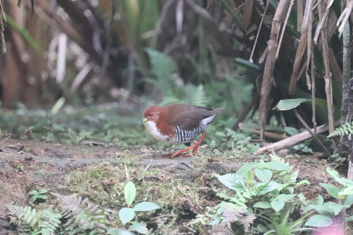 Red-and-white Crake - ML623209092