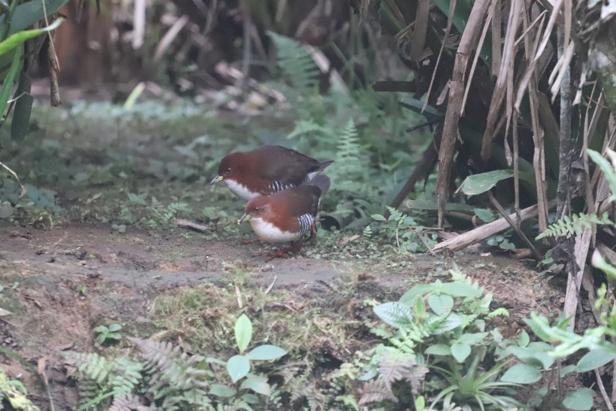 Red-and-white Crake - ML623209093