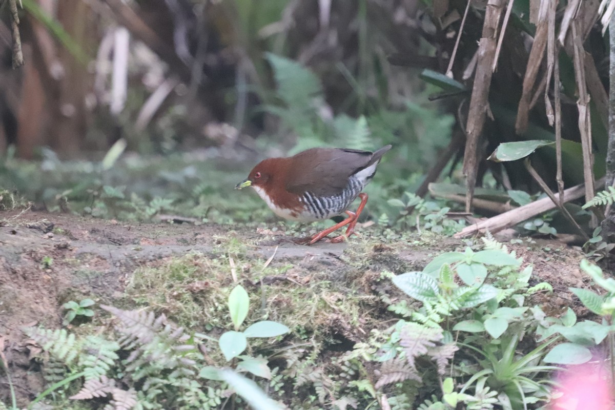 Red-and-white Crake - ML623209094