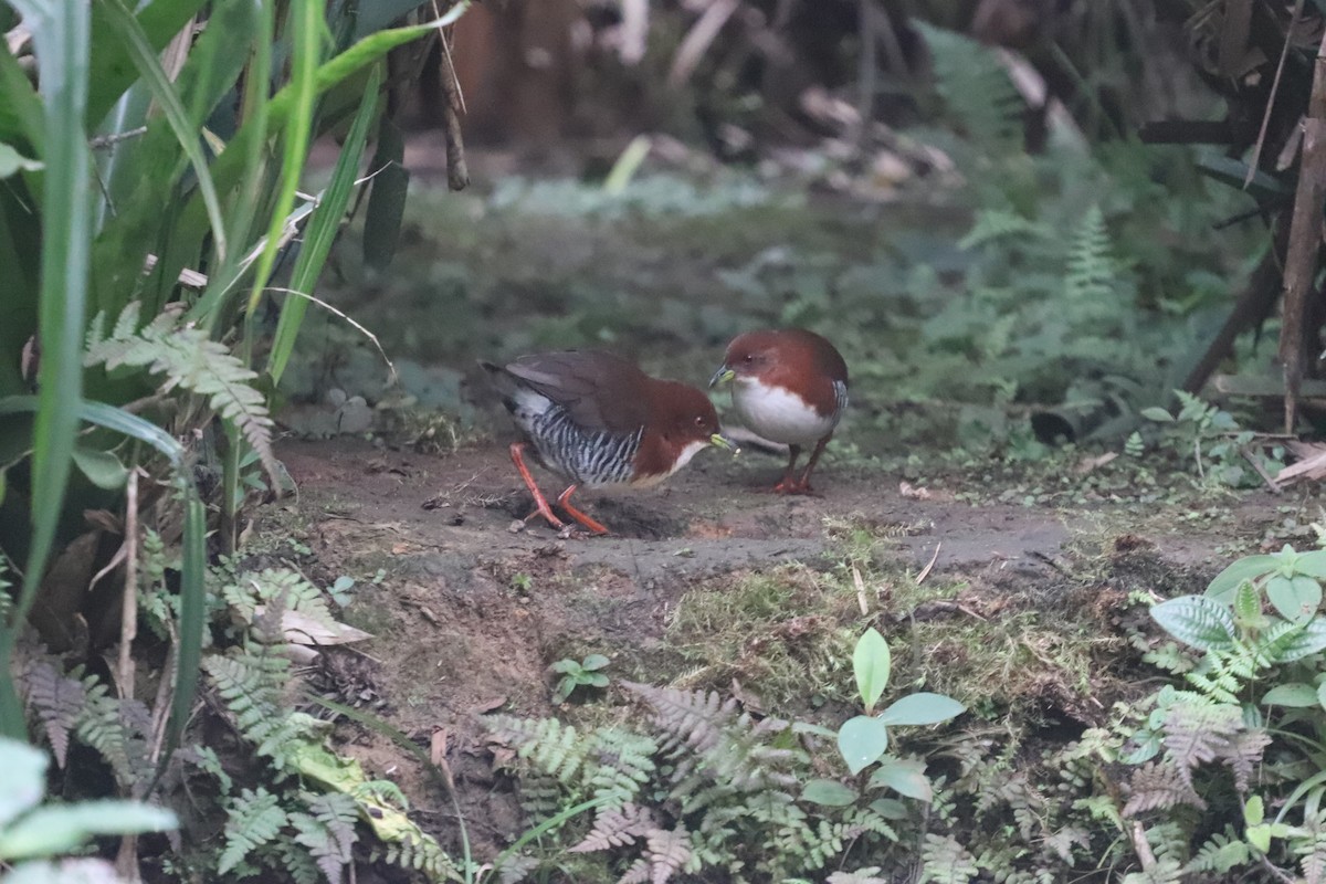 Red-and-white Crake - ML623209095