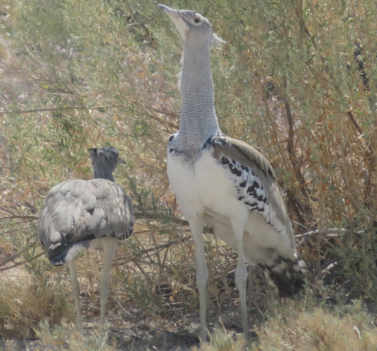 Kori Bustard - ML623209128