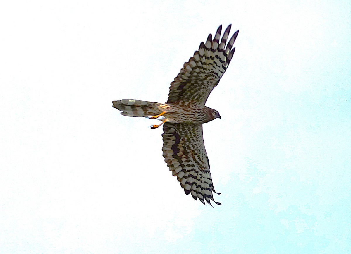 Montagu's Harrier - ML623209135