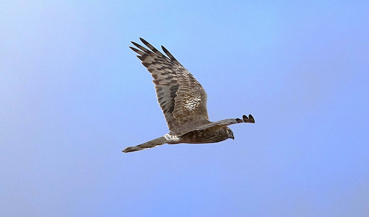 Montagu's Harrier - Edurne Ugarte