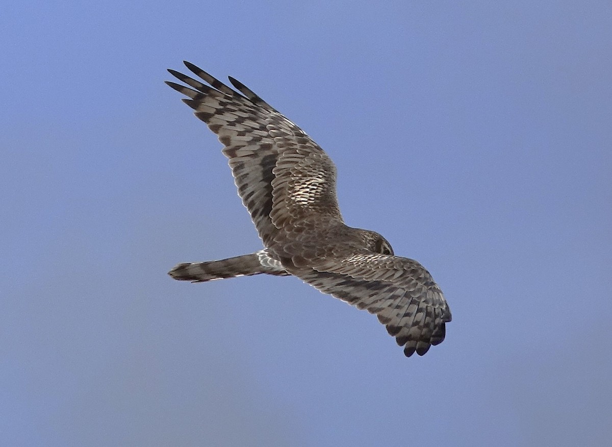 Montagu's Harrier - ML623209137