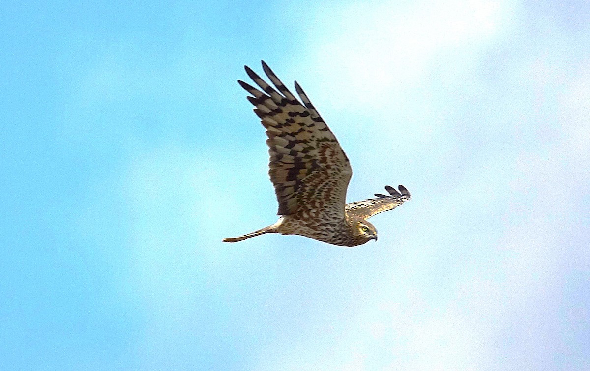 Montagu's Harrier - ML623209138