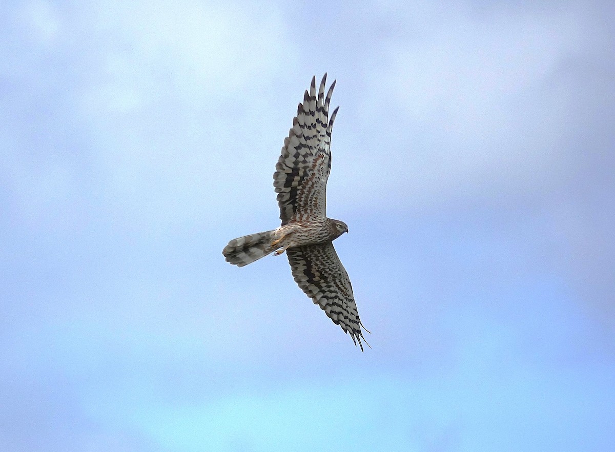 Montagu's Harrier - Edurne Ugarte