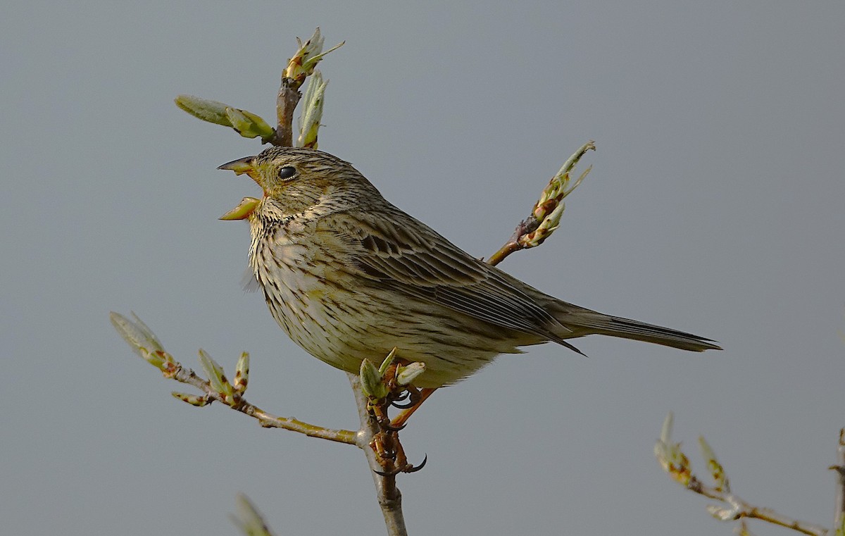 Corn Bunting - ML623209154