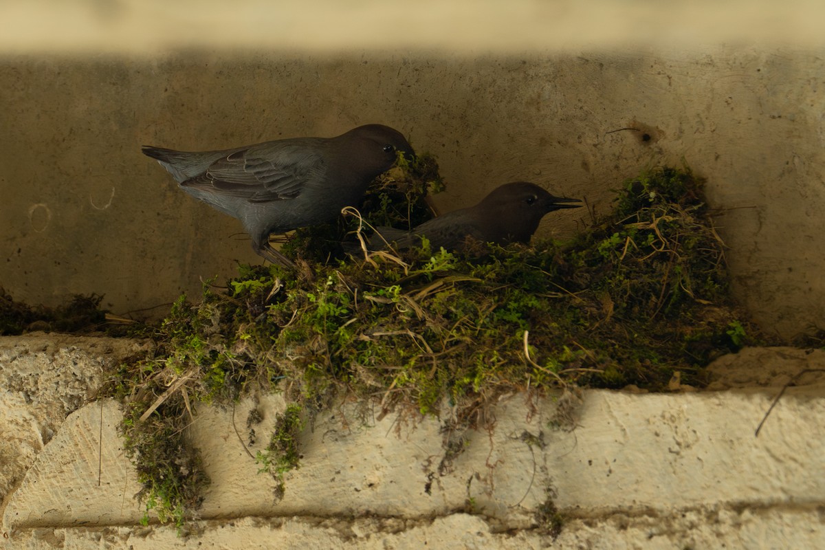 American Dipper - ML623209156