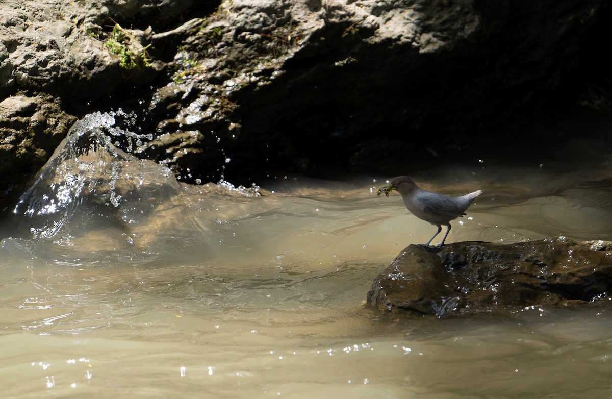 American Dipper - ML623209158