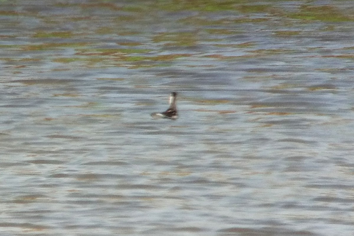 Red-necked Phalarope - ML623209166