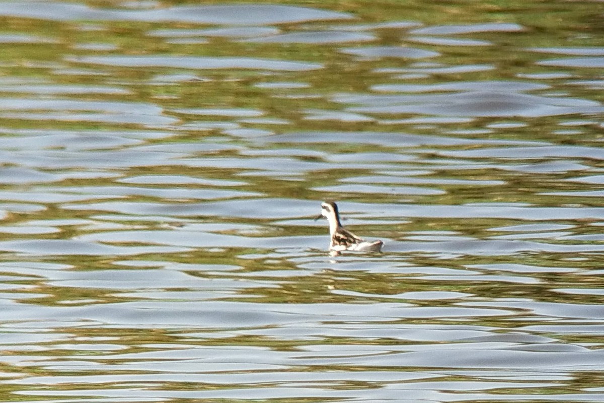 Red-necked Phalarope - ML623209167