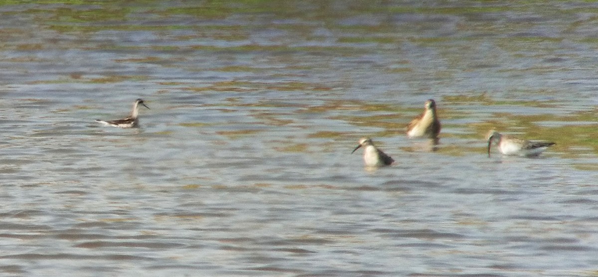 Red-necked Phalarope - ML623209168