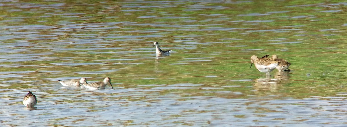 Red-necked Phalarope - ML623209169