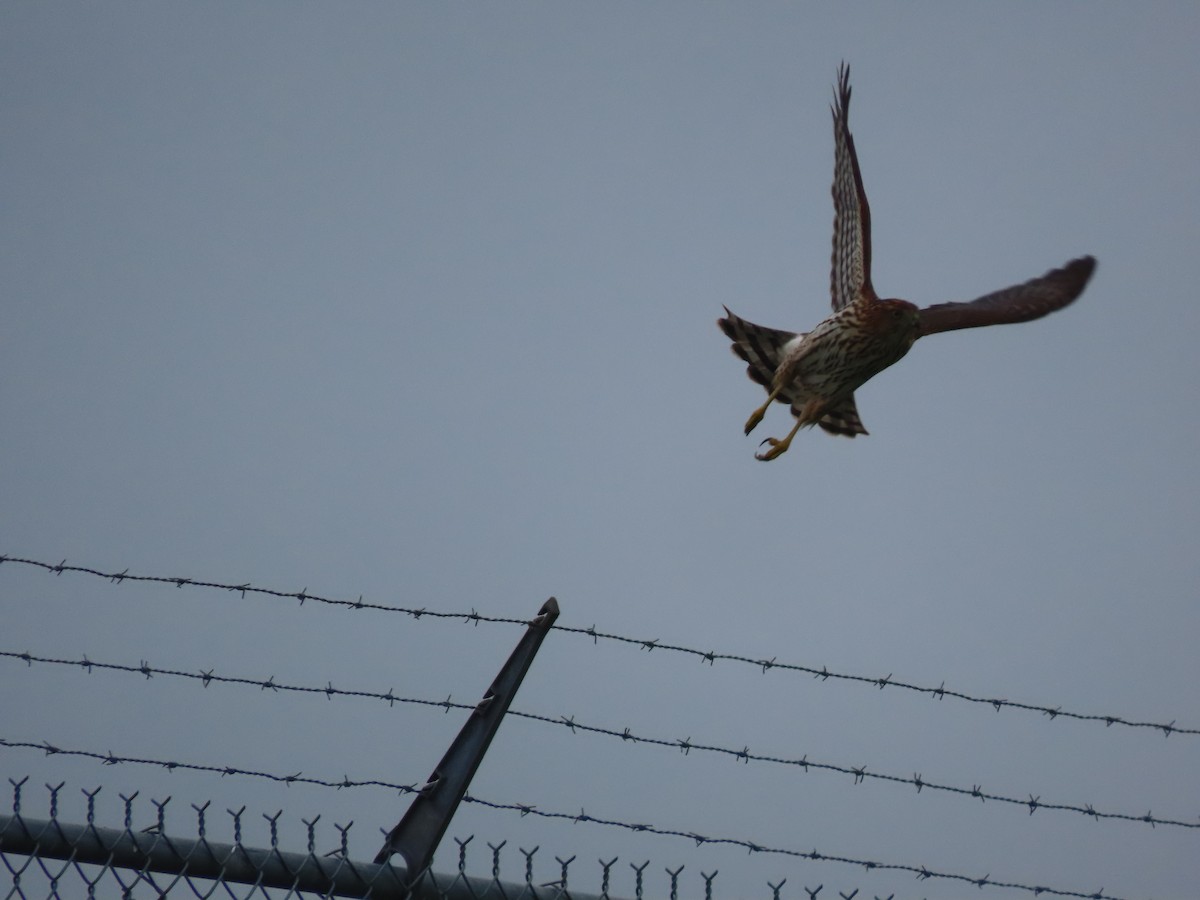 Cooper's Hawk - ML623209191