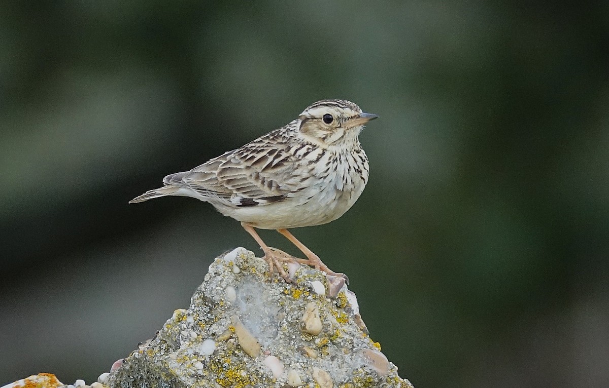 Wood Lark - ML623209192