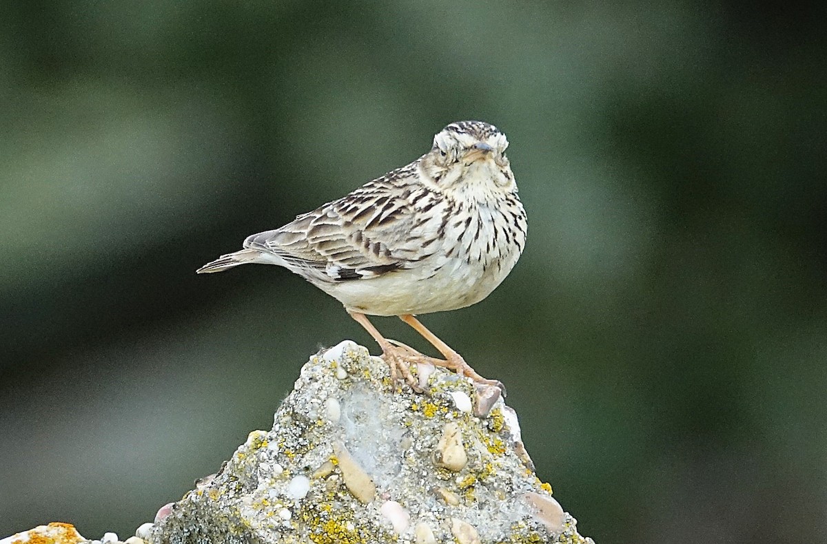 Wood Lark - ML623209193