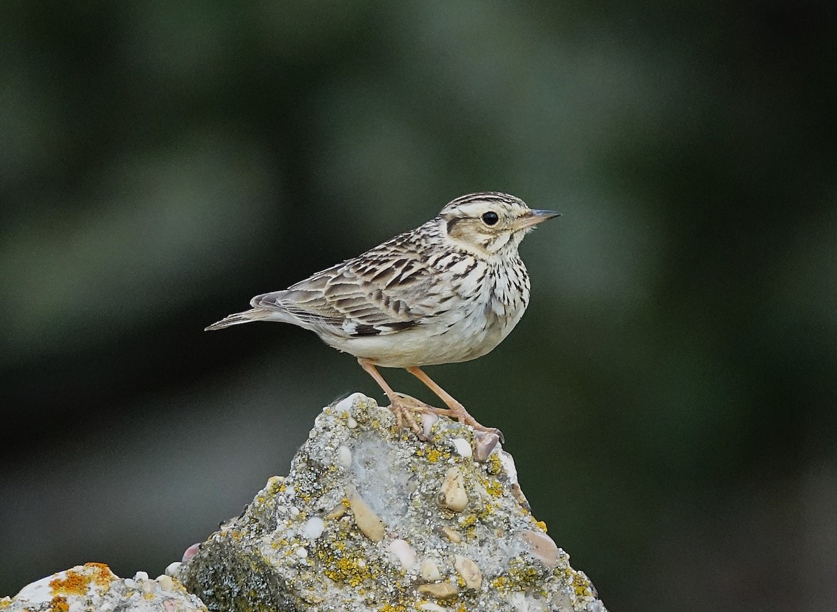 Wood Lark - ML623209195