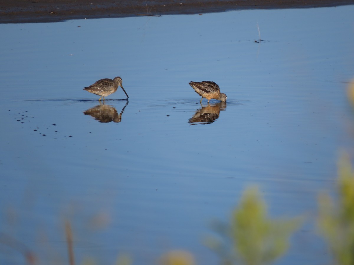 langnebbekkasinsnipe - ML623209201