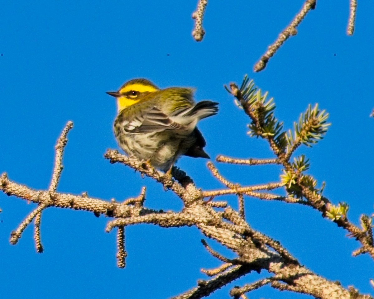 Townsend's Warbler - Frank Letniowski