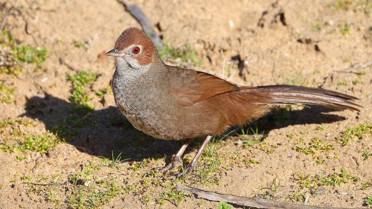 Rufous Bristlebird - ML623209207