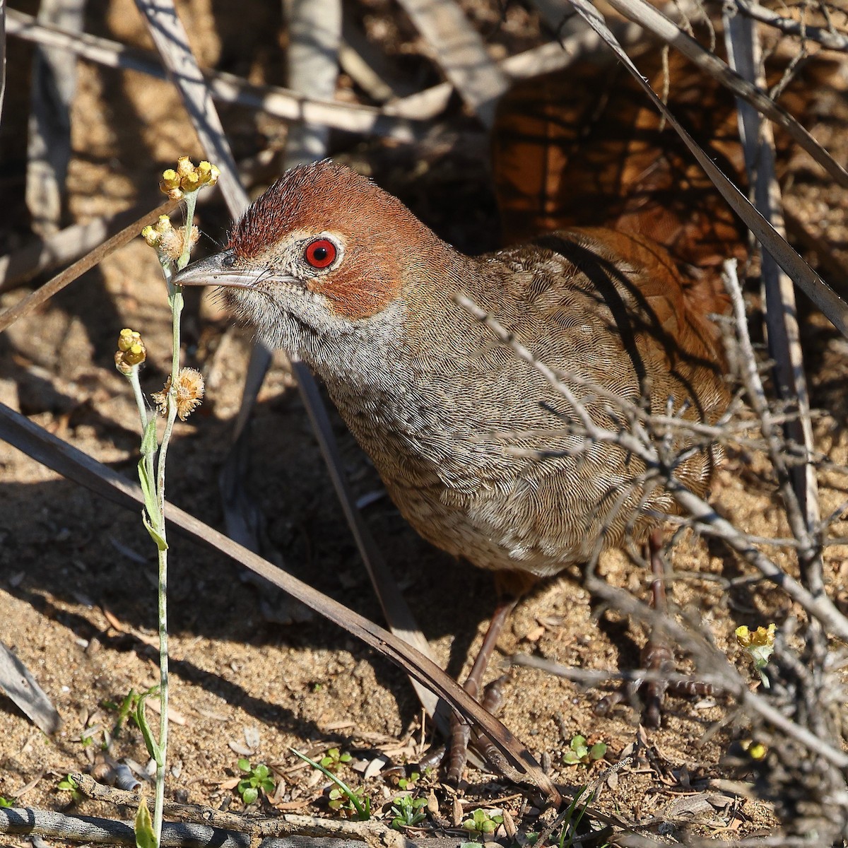 Rufous Bristlebird - ML623209212