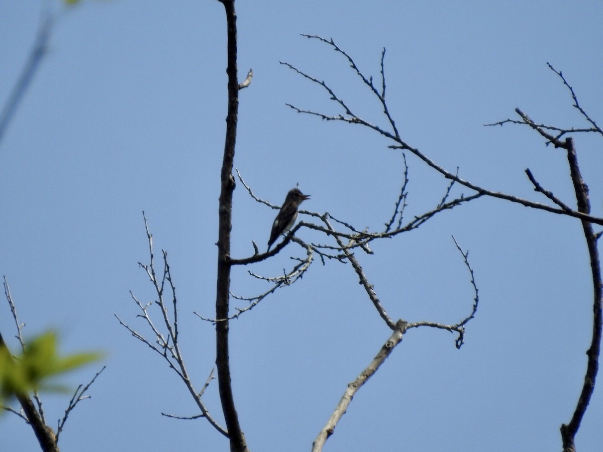 Olive-sided Flycatcher - ML623209261