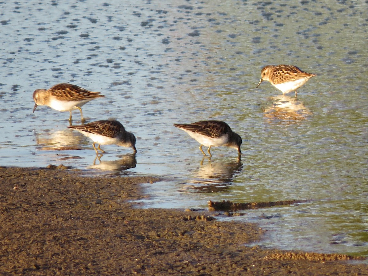 Least Sandpiper - Lisa Hoffman